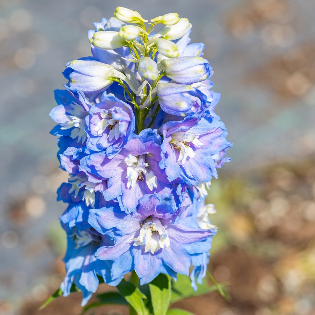 Delphinium Pacific-hybrid Magic Fountain Sky Blue-White Bee - Speronella