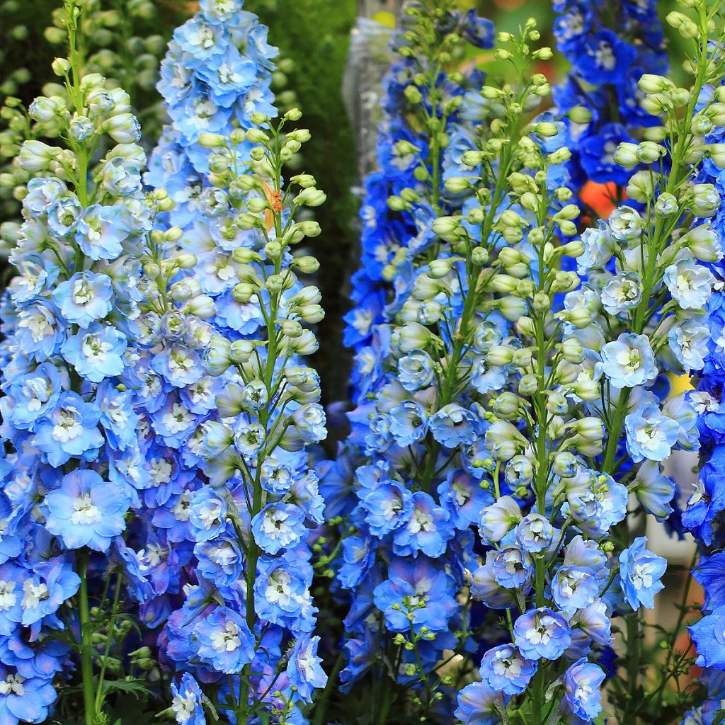 Delphinium Pacific-hybrid Magic Fountain Sky Blue-White Bee - Speronella