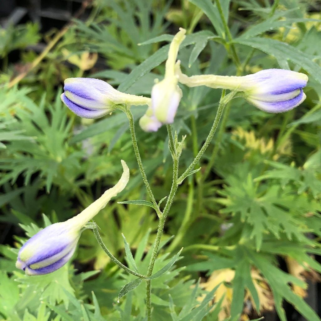 Delphinium belladonna Völkerfrieden - Speronella