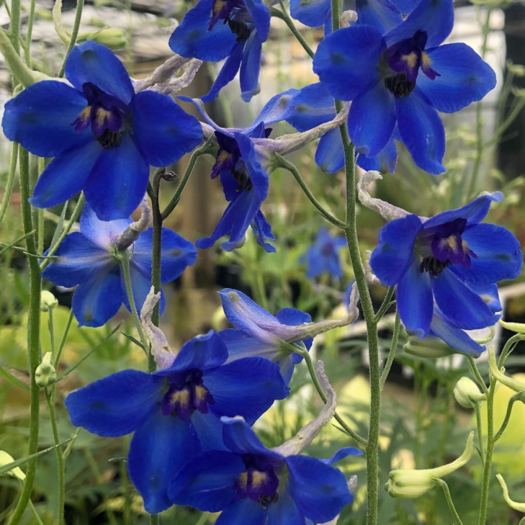 Delphinium belladonna Völkerfrieden - Speronella