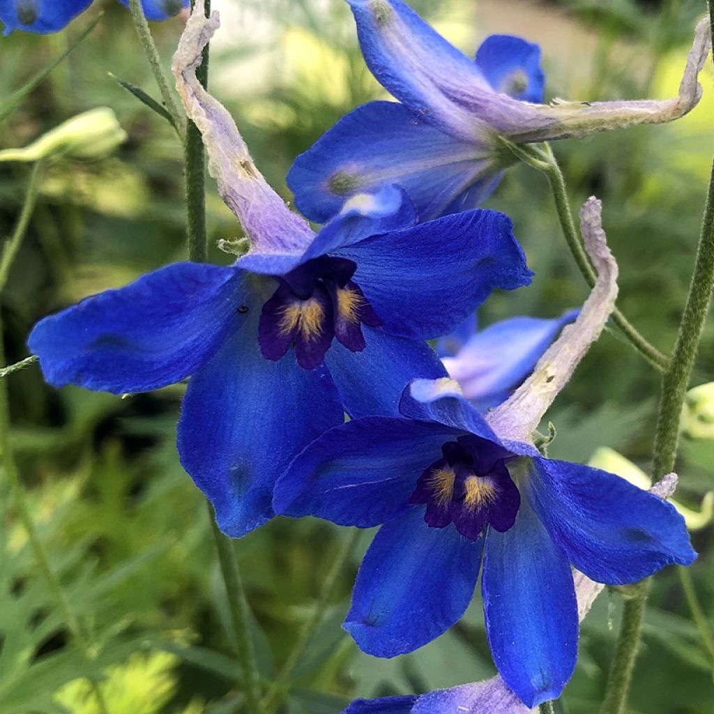 Delphinium belladonna Völkerfrieden - Speronella