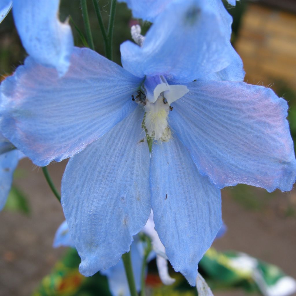 Delphinium belladonna Ballkleid, Pied d Alouette