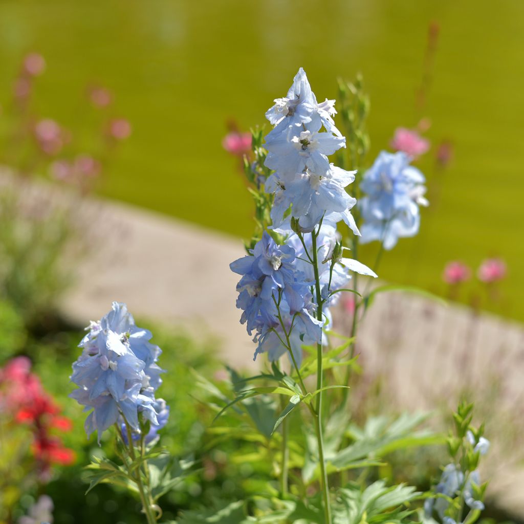 Delphinium belladona Cliveden Beauty - Speronella