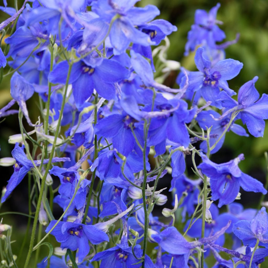 Delphinium belladonna Völkerfrieden - Speronella