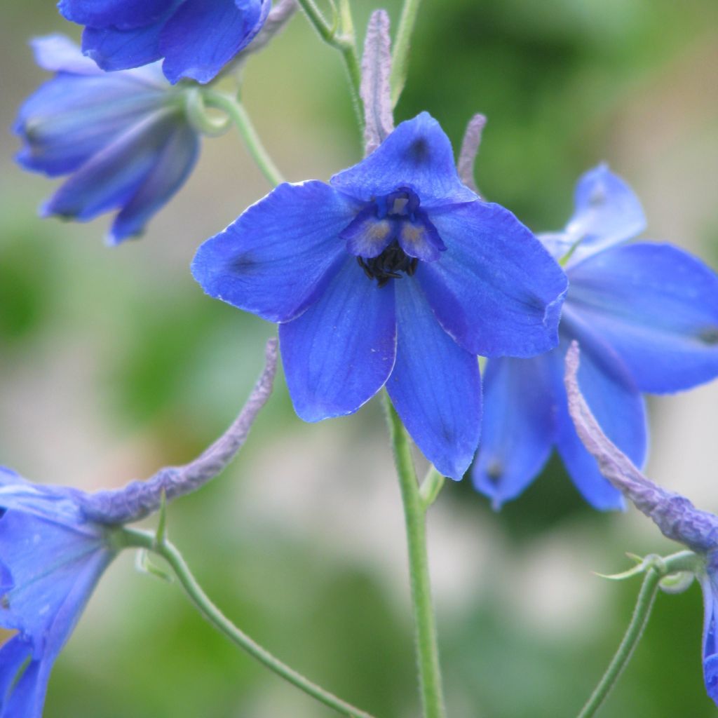 Delphinium belladonna Völkerfrieden - Speronella