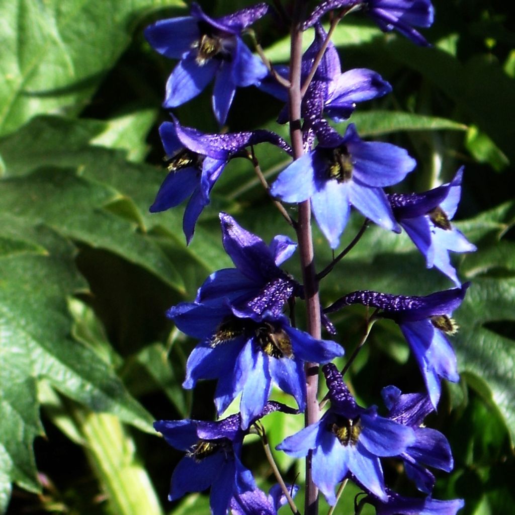 Delphinium belladonna Völkerfrieden - Speronella