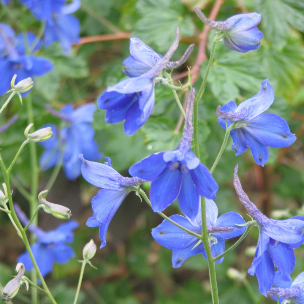 Delphinium belladonna Völkerfrieden - Speronella