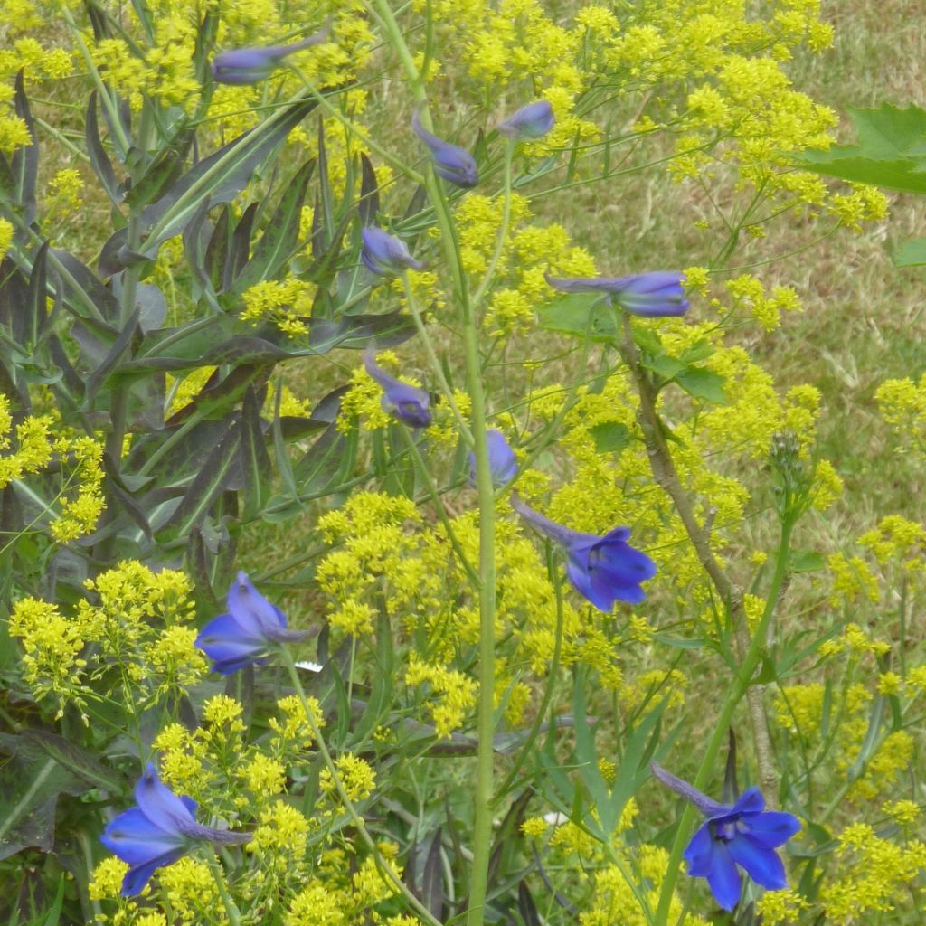 Delphinium belladonna Völkerfrieden - Speronella