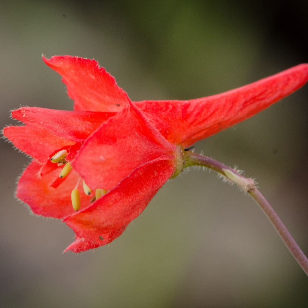 Delphinium cardinale, Pied d Alouette