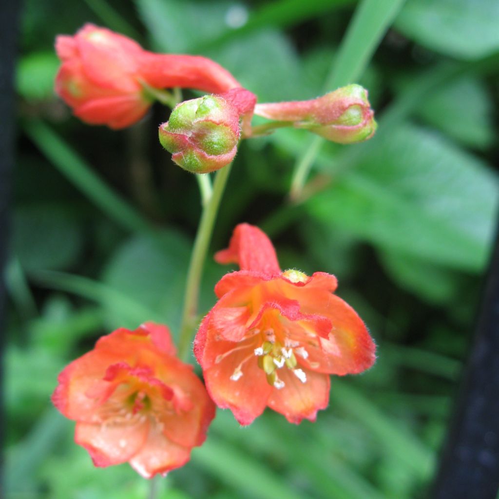 Delphinium cardinale, Pied d Alouette