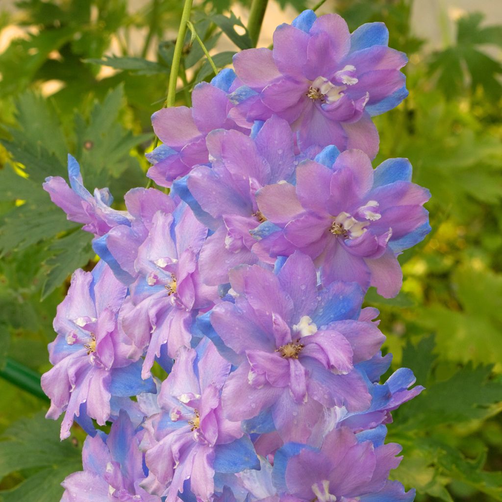 Delphinium elatum Morning Lights - Speronella elevata