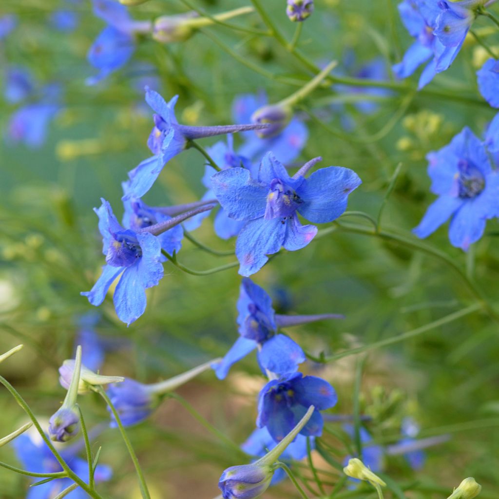 Delphinium grandiflorum Blauer Zwerg - Speronella