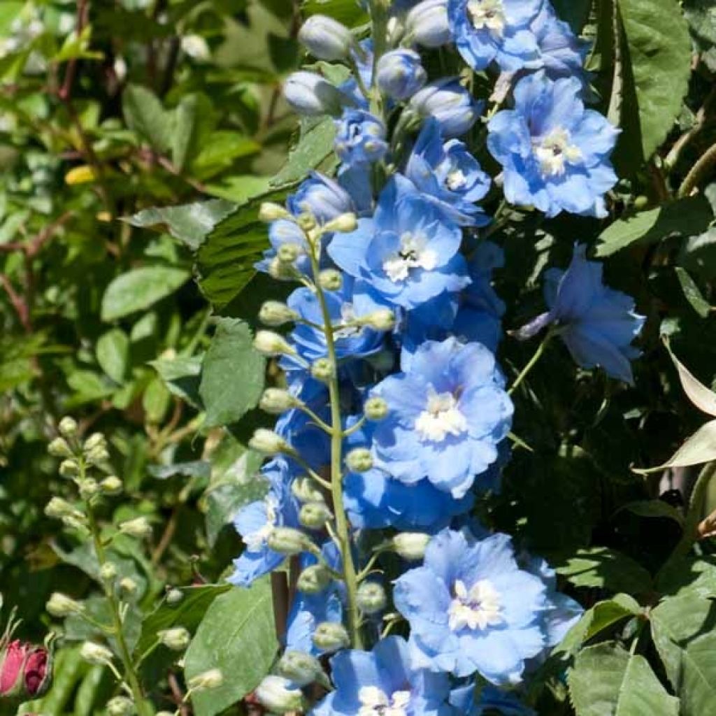 Delphinium Pacific Summer Skies