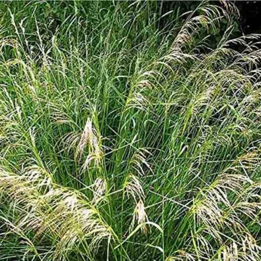 Deschampsia caespitosa