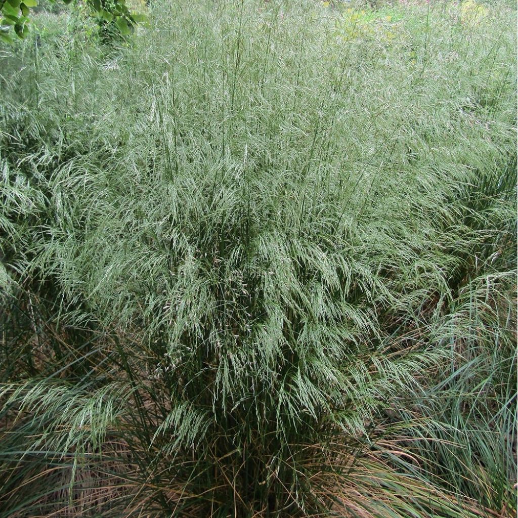 Canche flexible, flexueuse - Deschampsia flexuosa