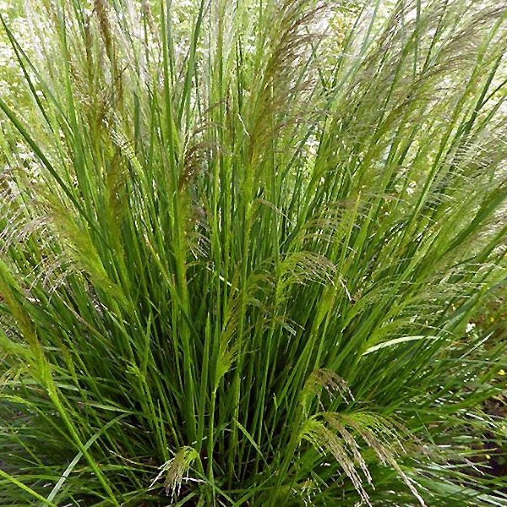 Deschampsia caespitosa Pixie Fountain