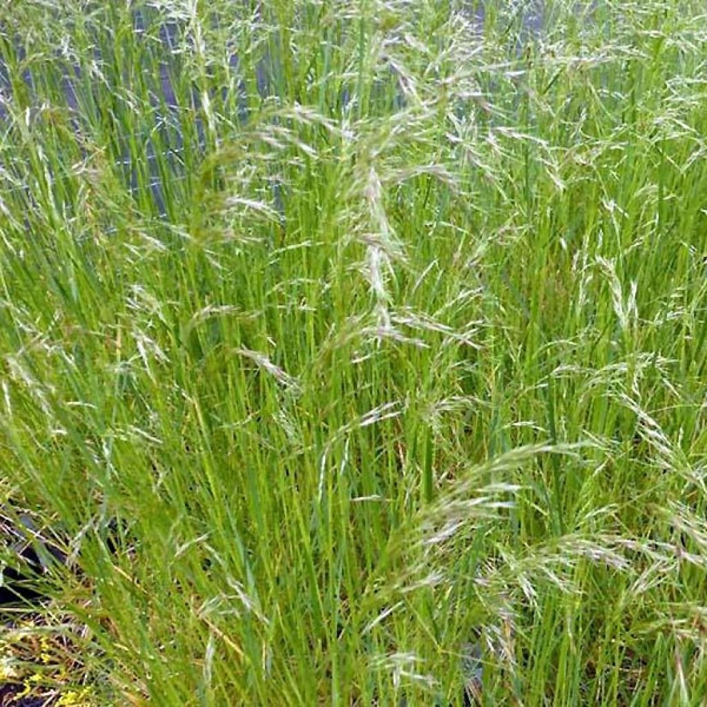 Deschampsia caespitosa Vivipara