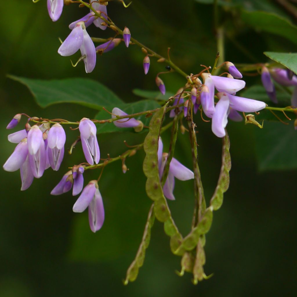 Desmodium elegans