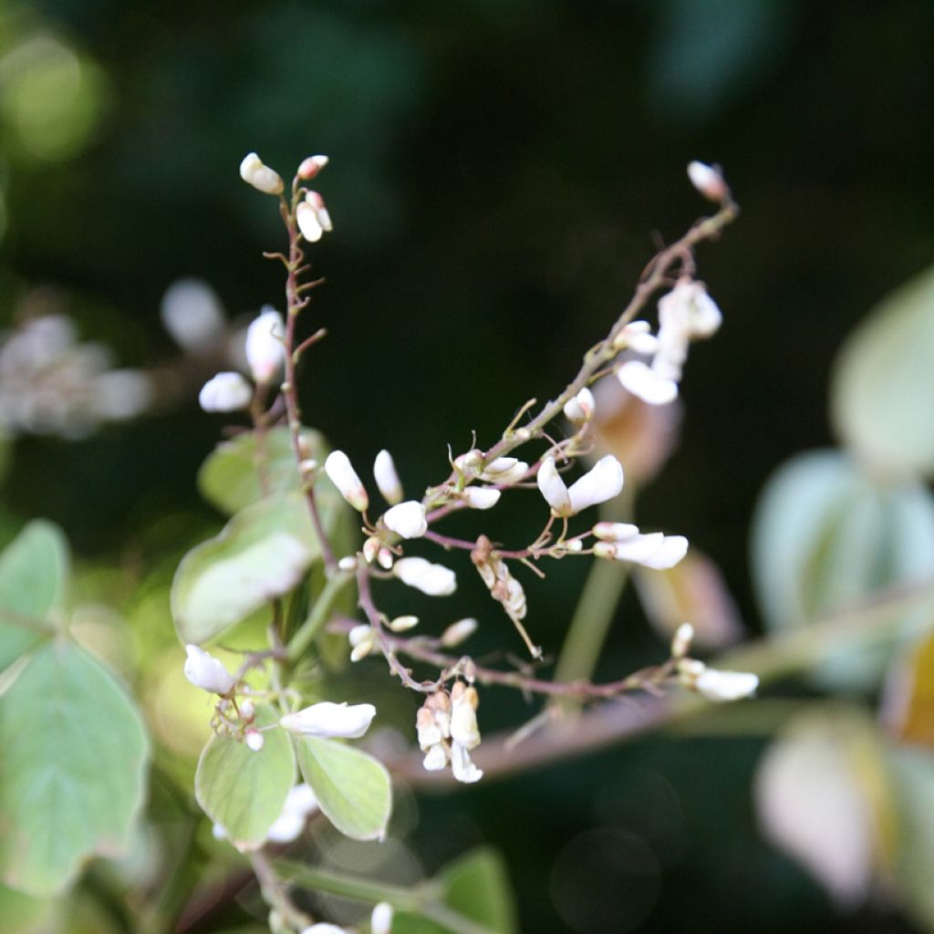 Desmodium elegans