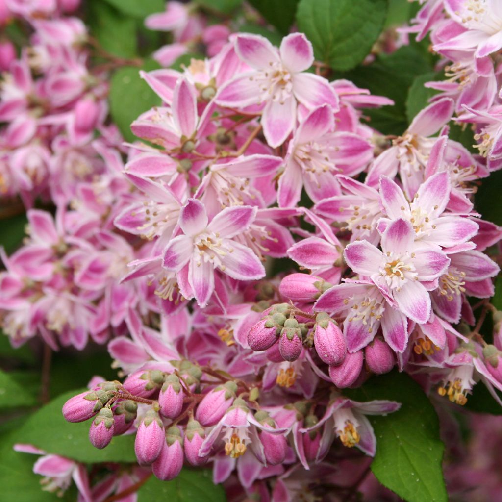 Deutzia magnifica Tourbillon Rouge