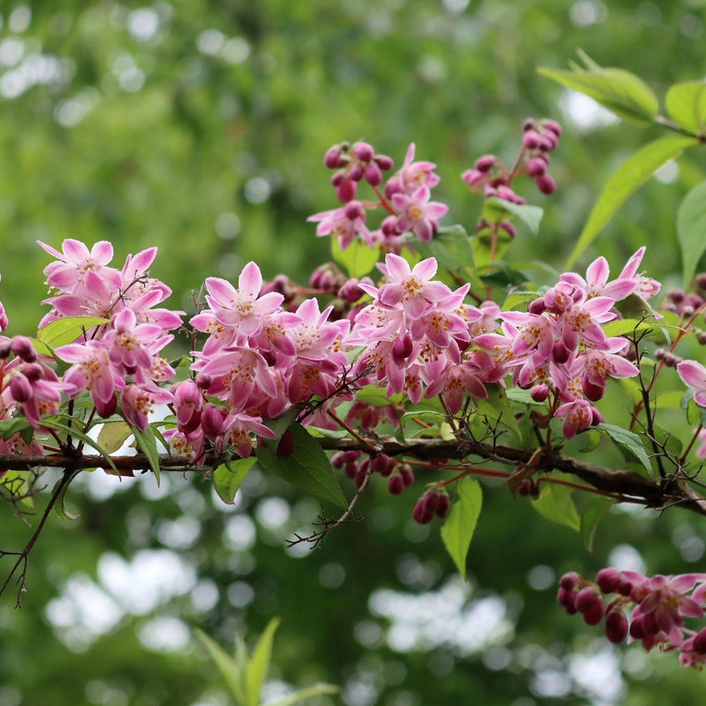 Deutzia magnifica Tourbillon Rouge