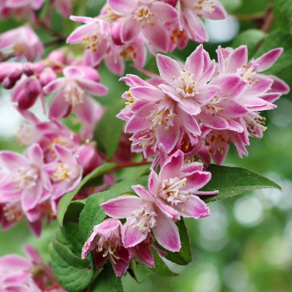 Deutzia magnifica Tourbillon Rouge