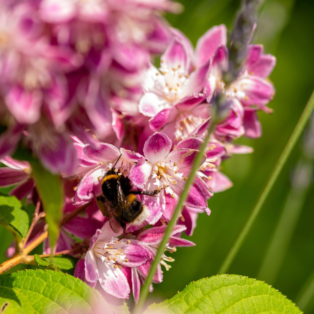 Deutzia magnifica Tourbillon Rouge