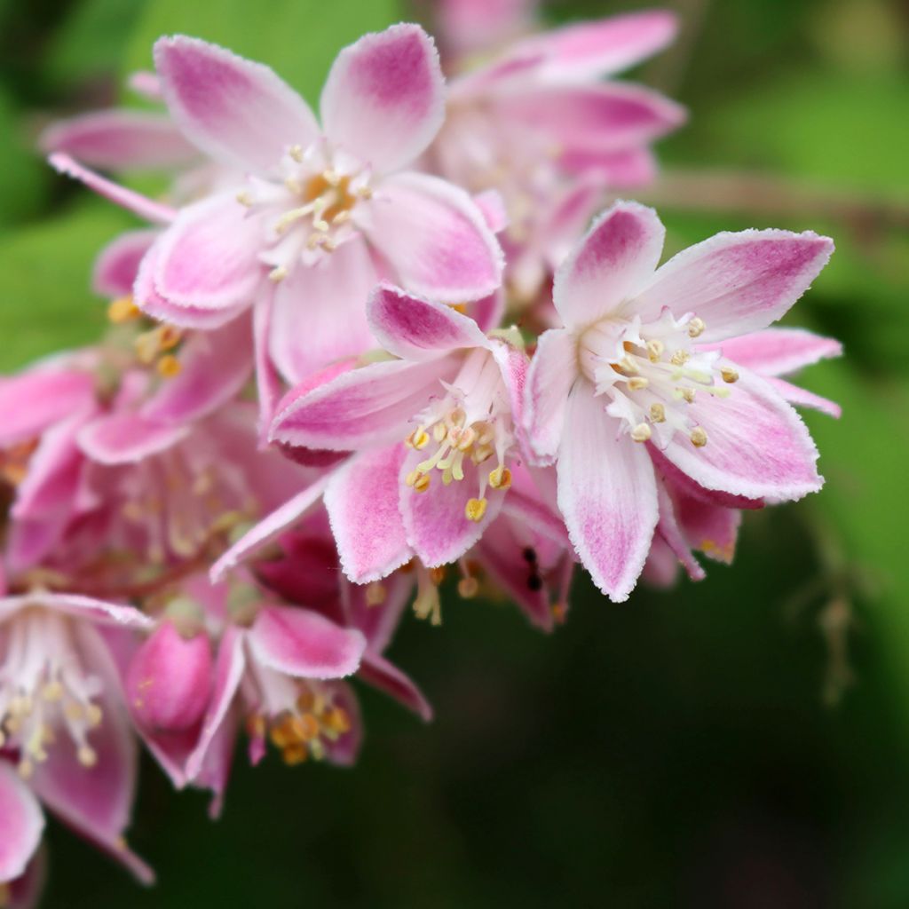 Deutzia magnifica Tourbillon Rouge