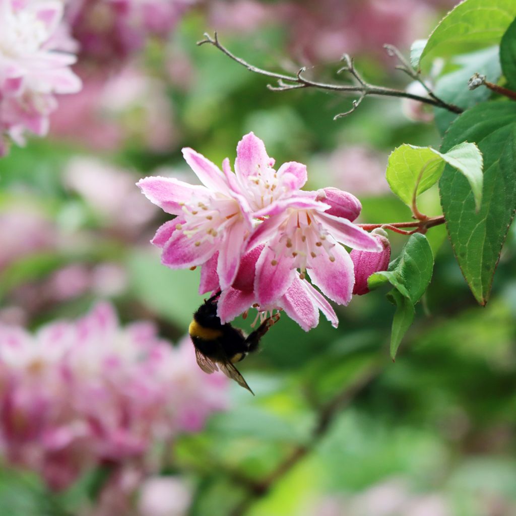 Deutzia magnifica Tourbillon Rouge