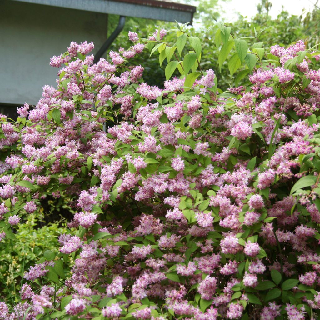 Deutzia magnifica Tourbillon Rouge