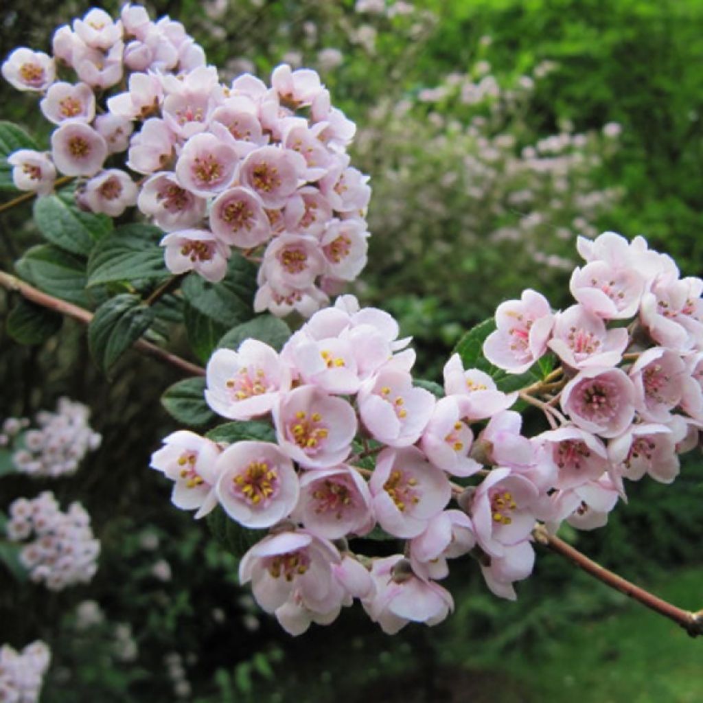 Deutzia compacta Lavender Time - Deutzie