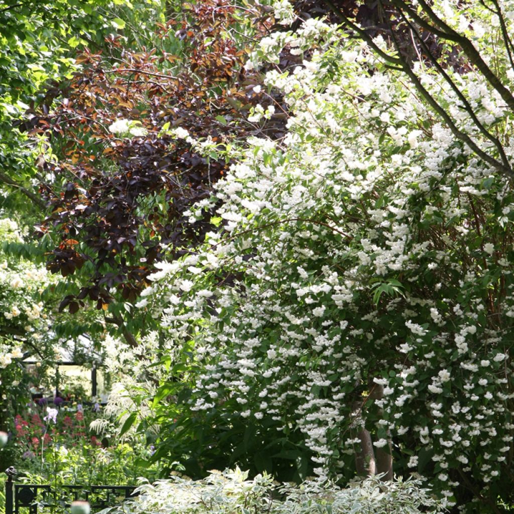 Deutzia crenata Pride of Rochester