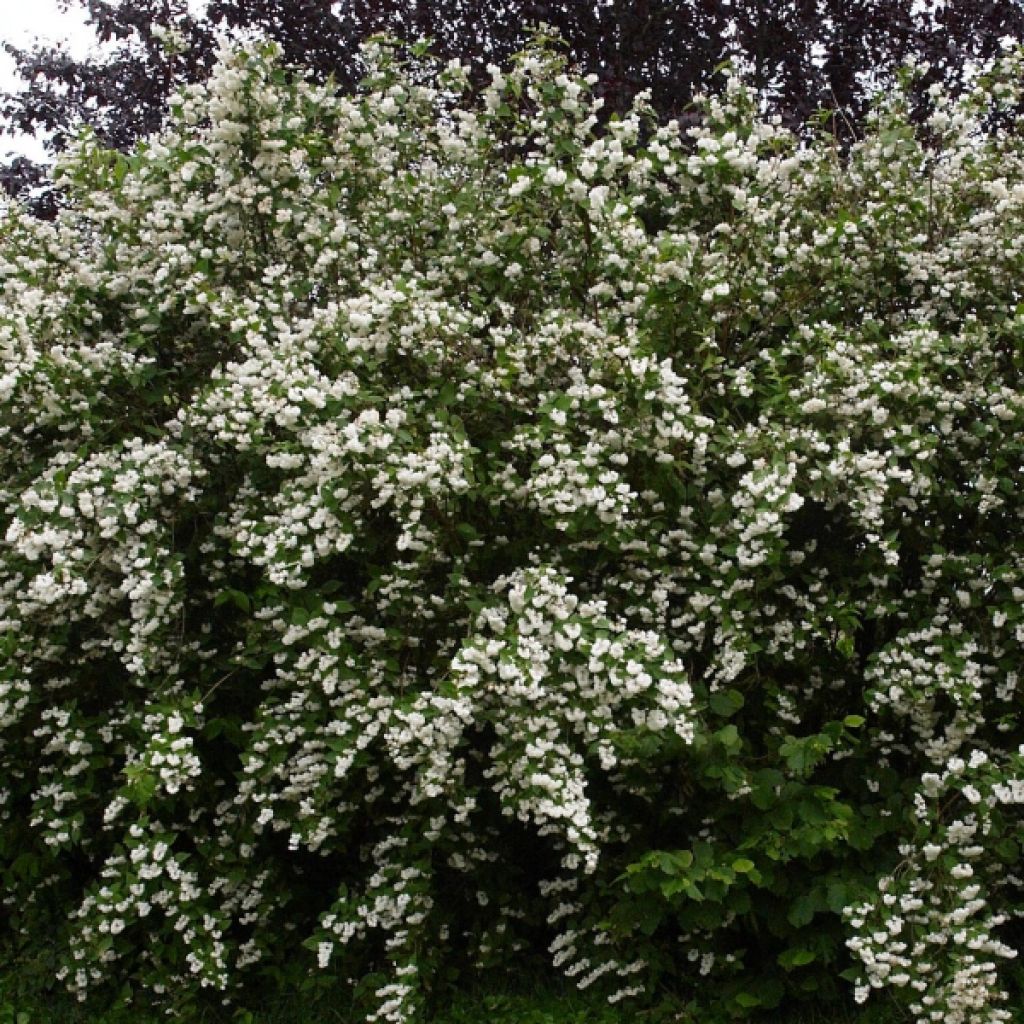 Deutzia crenata Pride of Rochester