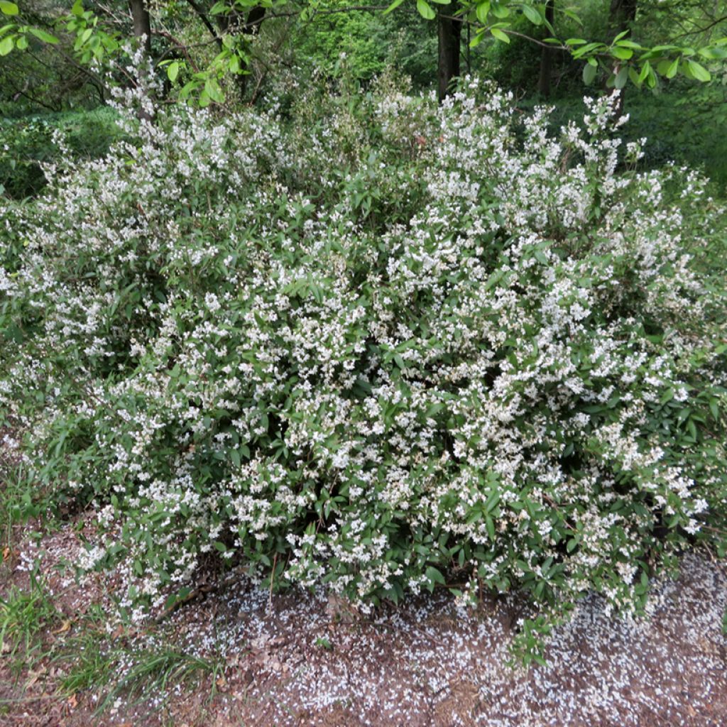 Deutzia lemoinei