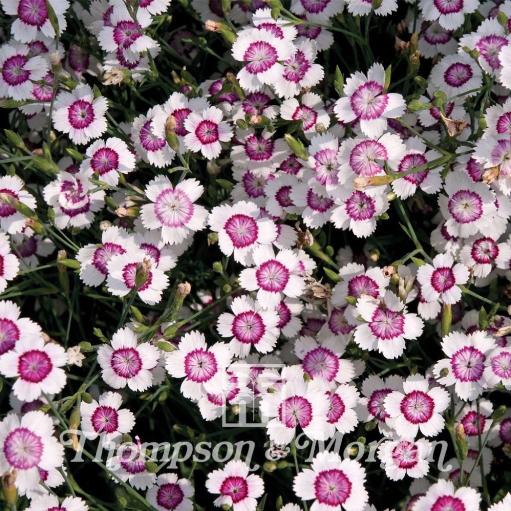 Dianthus deltoides Arctic Fire (semi) - Garofanino minore