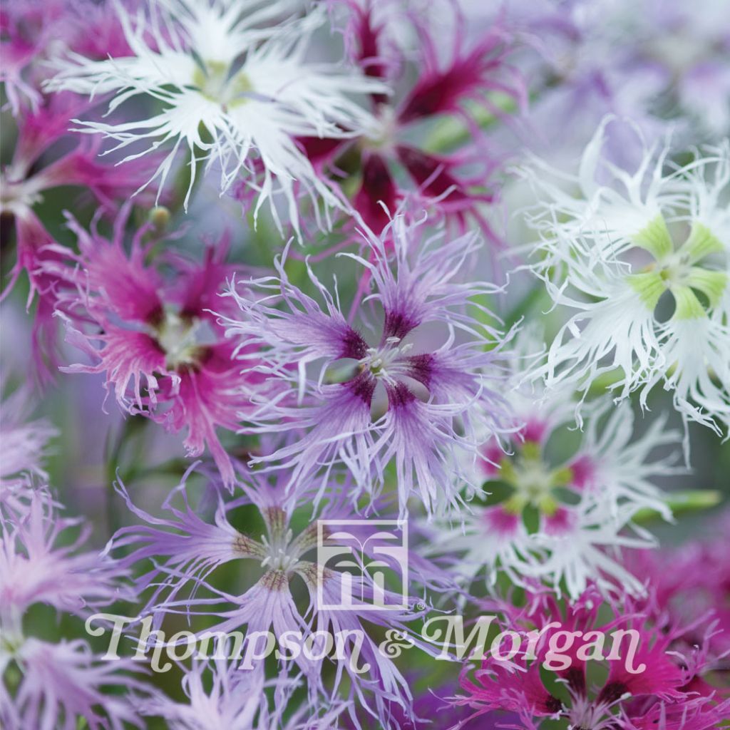 Dianthus Rainbow Loveliness Improved Mixed 