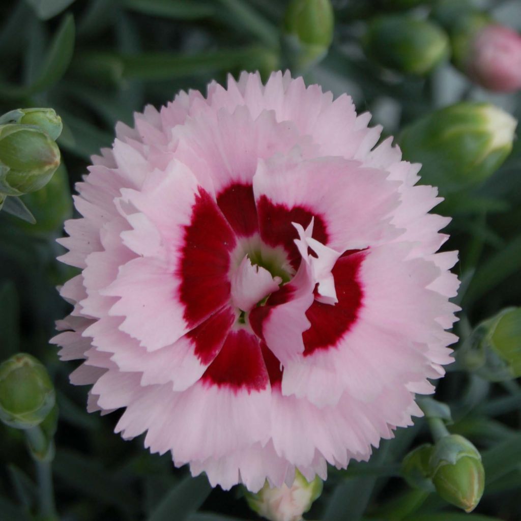 Dianthus plumarius Scent First Raspberry Sundae - Garofano strisciante