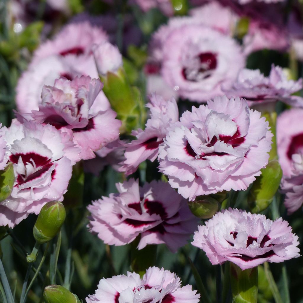 Dianthus plumarius Scent First Raspberry Sundae - Garofano strisciante