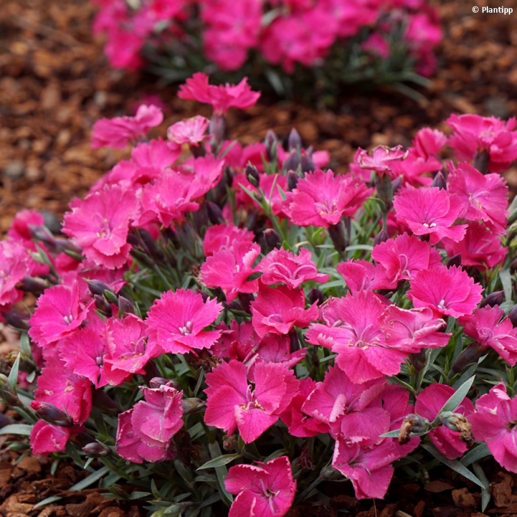 Dianthus Vivid Bright Light - Garofano