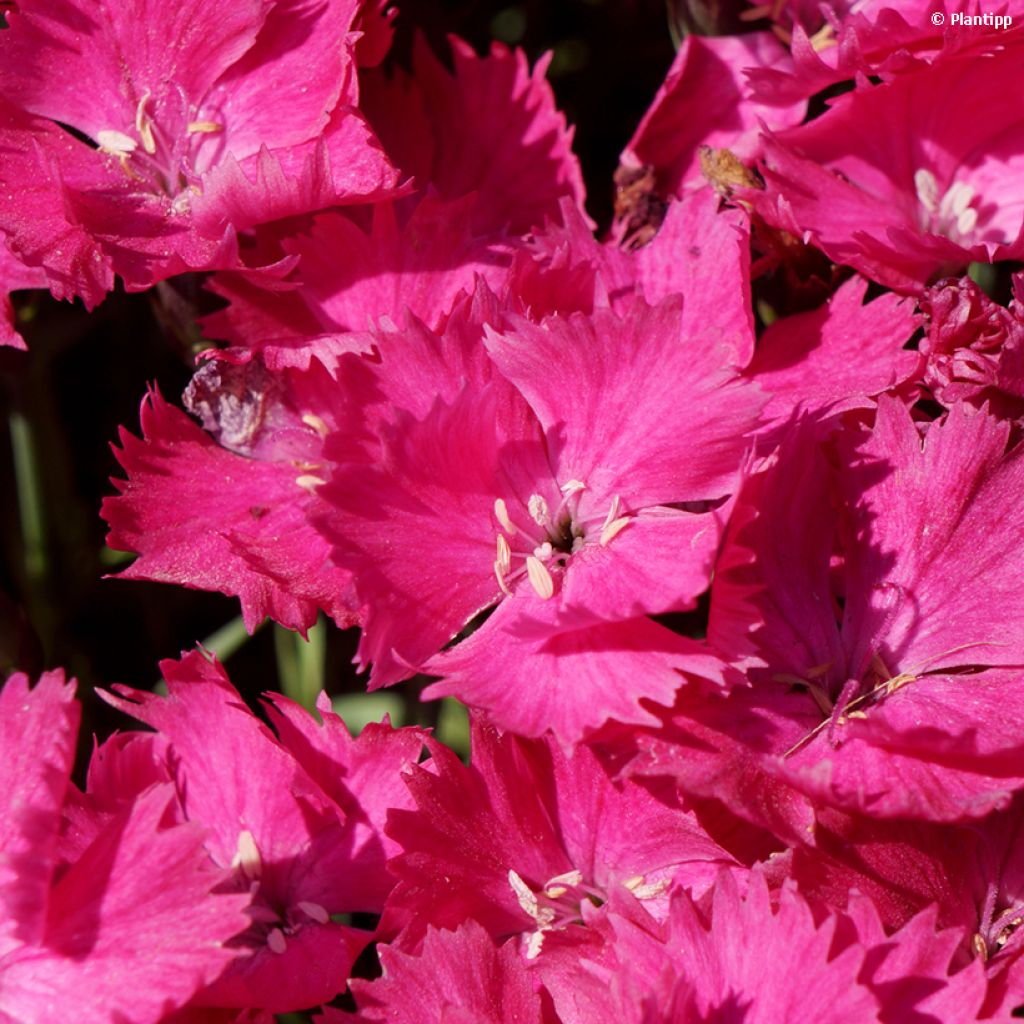 Dianthus Vivid Bright Light - Garofano