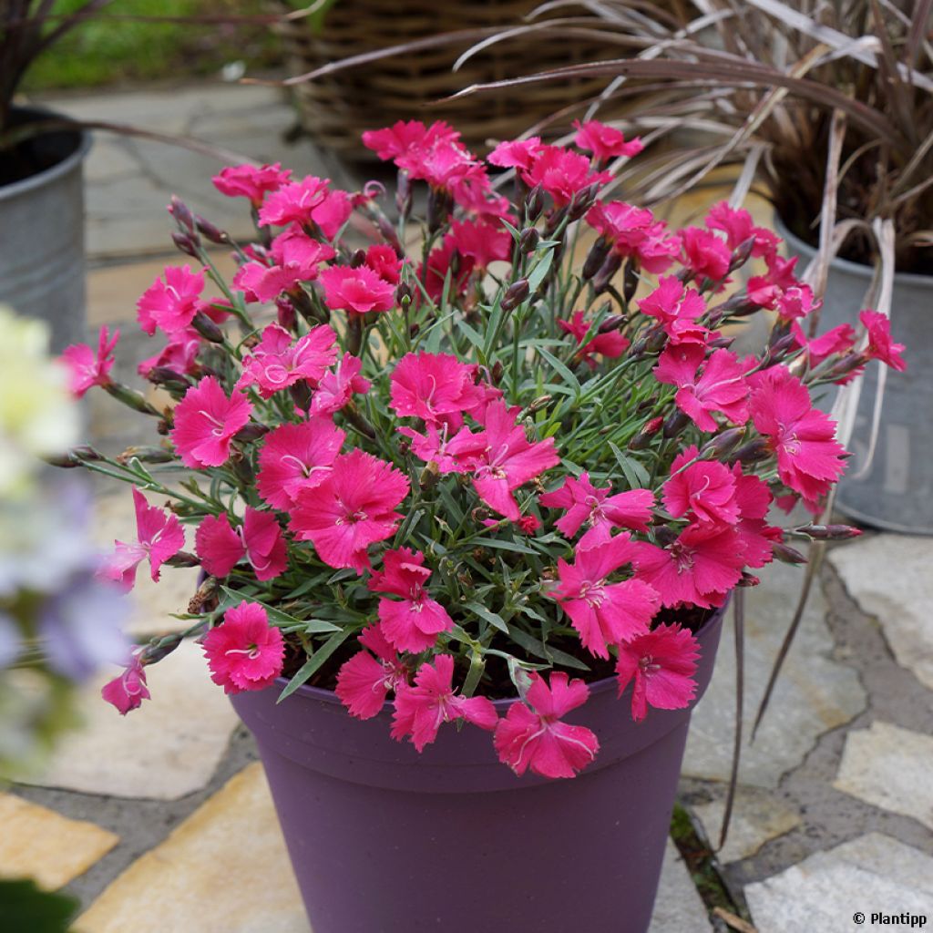 Dianthus Vivid Bright Light - Garofano