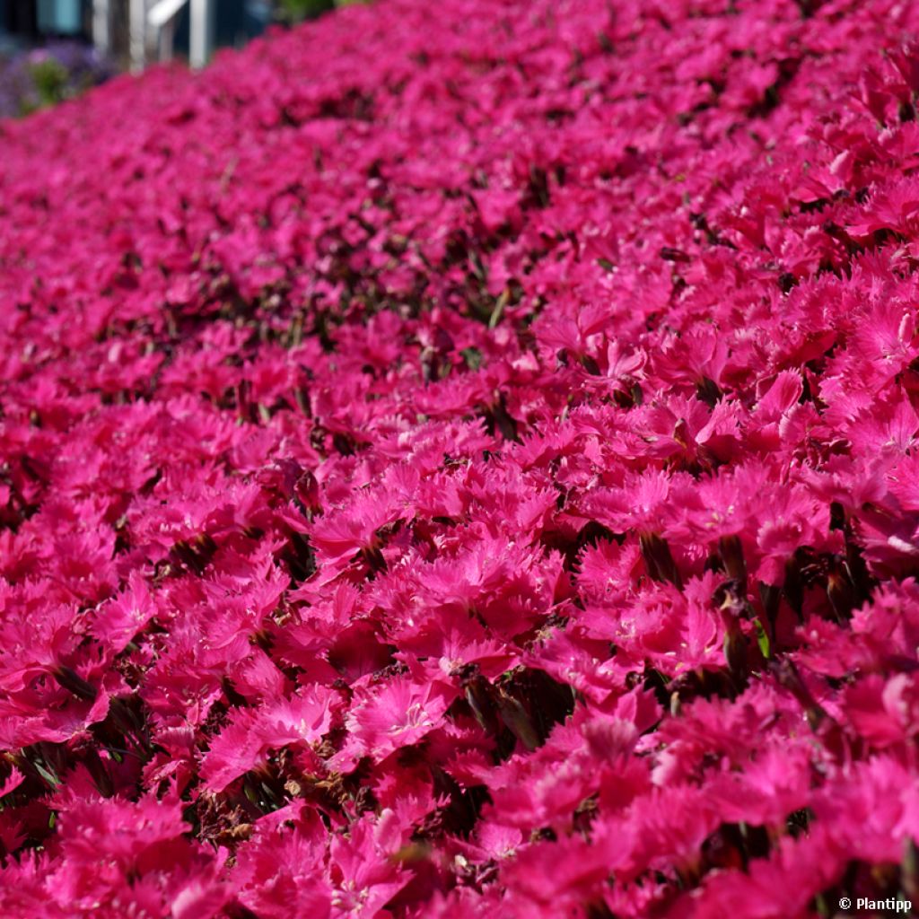 Dianthus Vivid Bright Light - Garofano