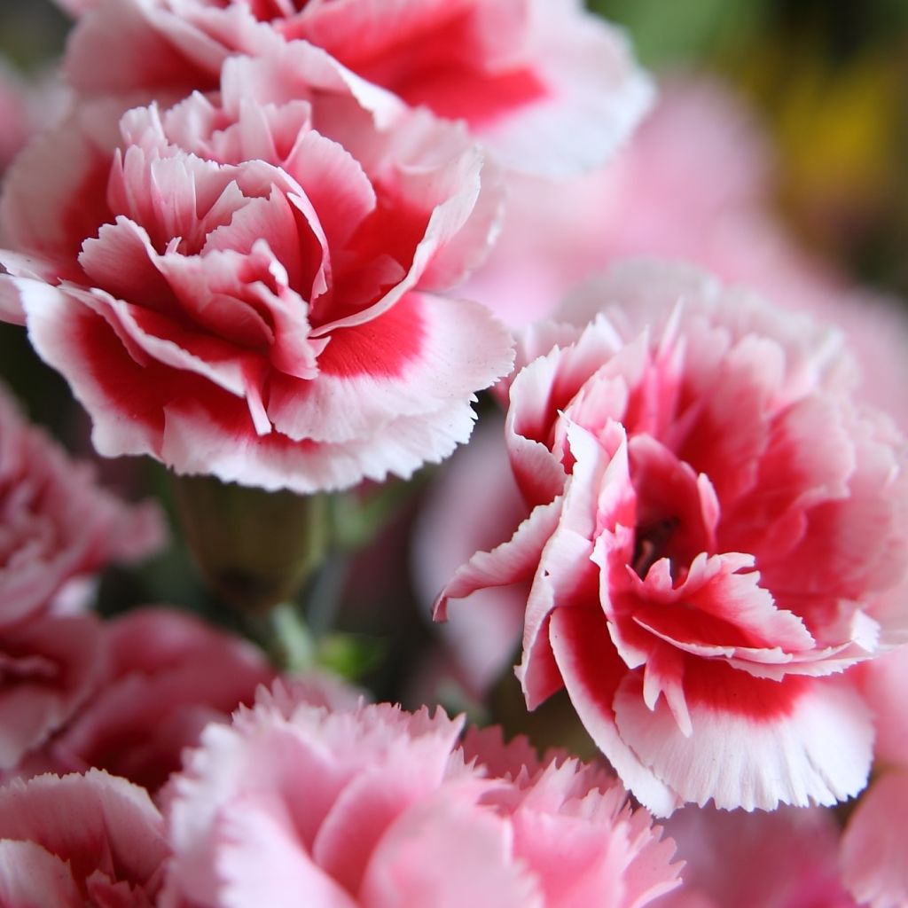 Dianthus Whatfield Supergem