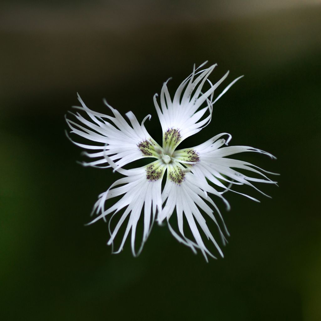 Dianthus arenarius - Garofano delle sabbie