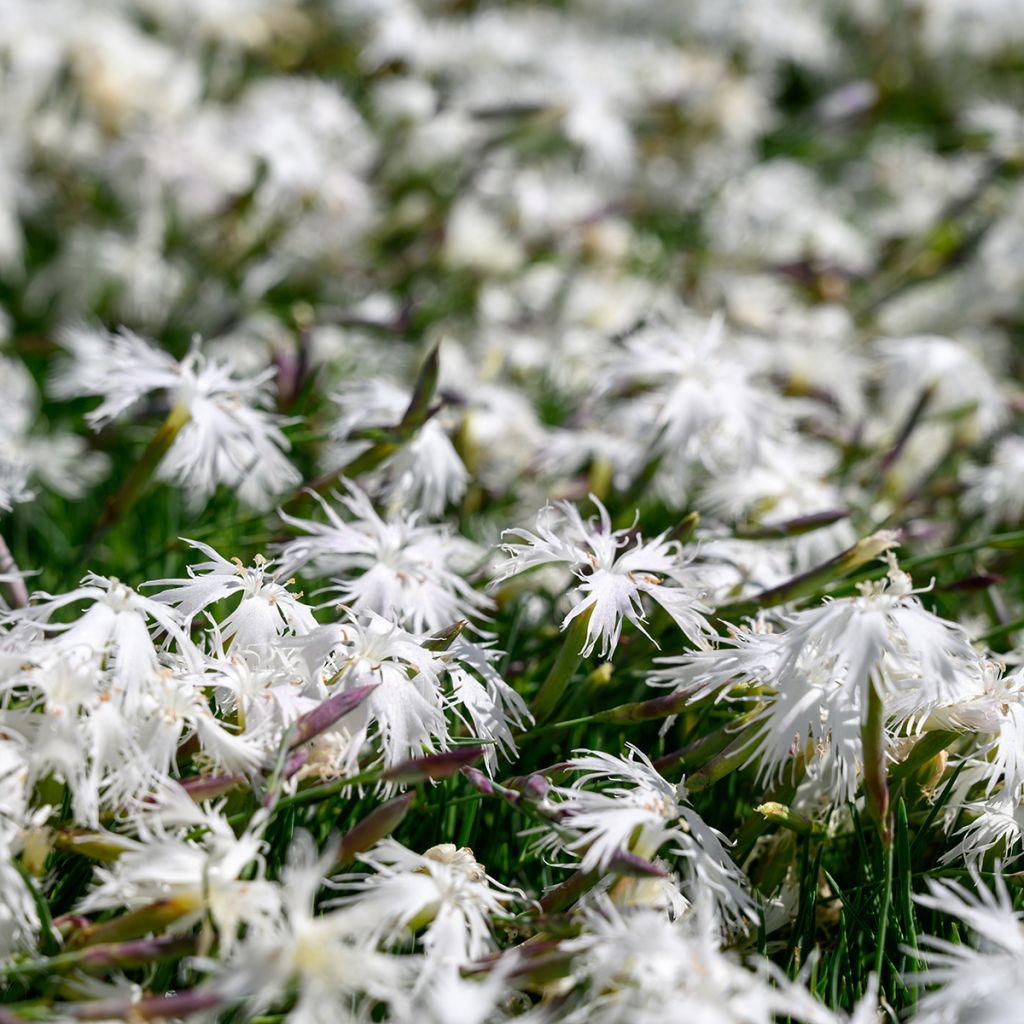 Dianthus arenarius - Garofano delle sabbie