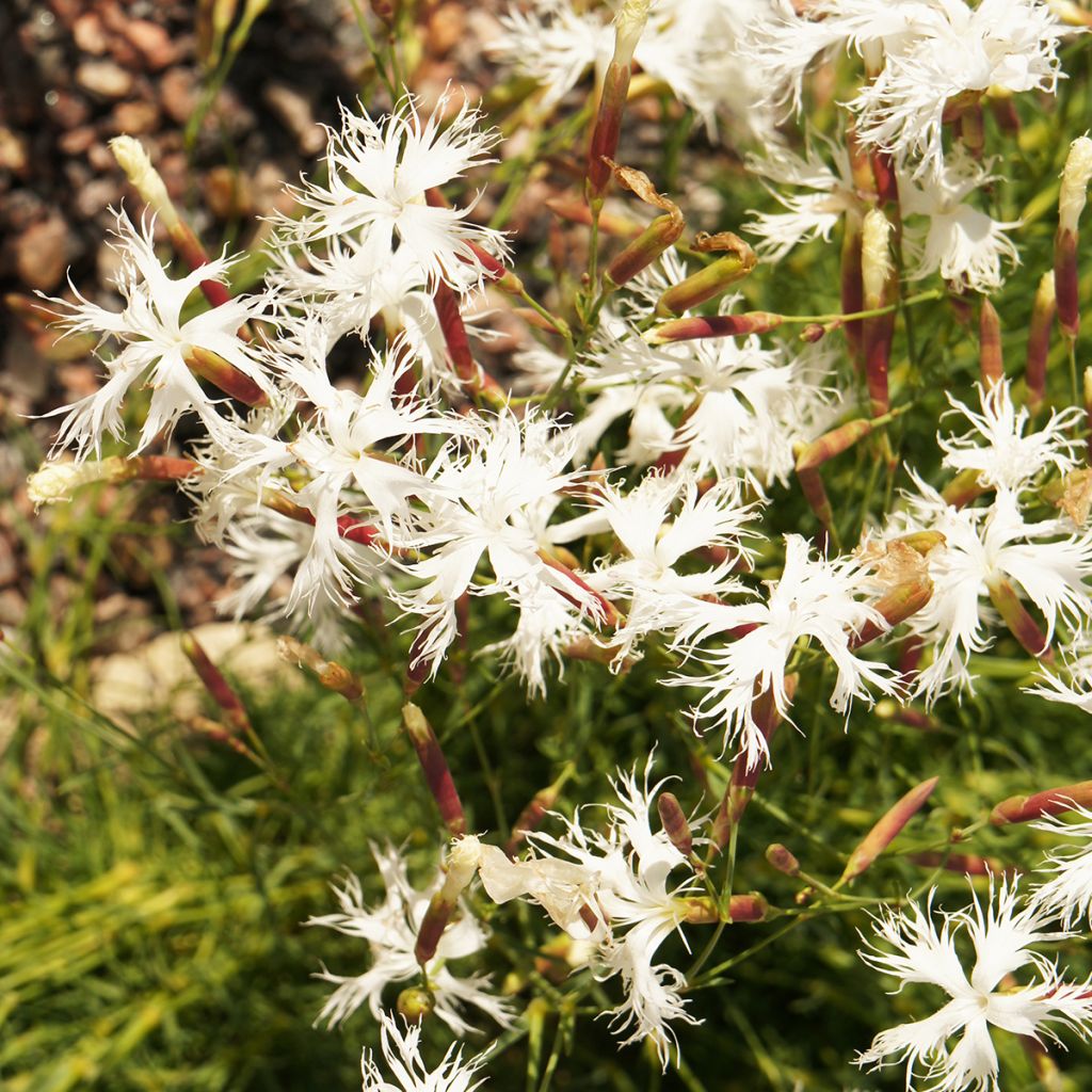 Dianthus arenarius - Garofano delle sabbie