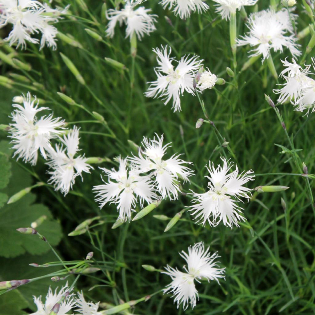 Dianthus arenarius - Garofano delle sabbie