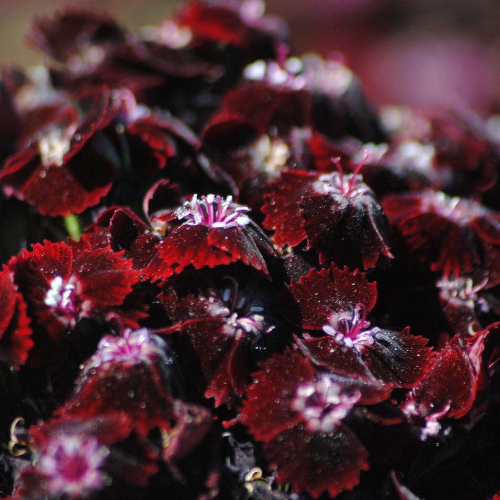 Dianthus barbatus Nigrescens Sooty - Garofano dei poeti