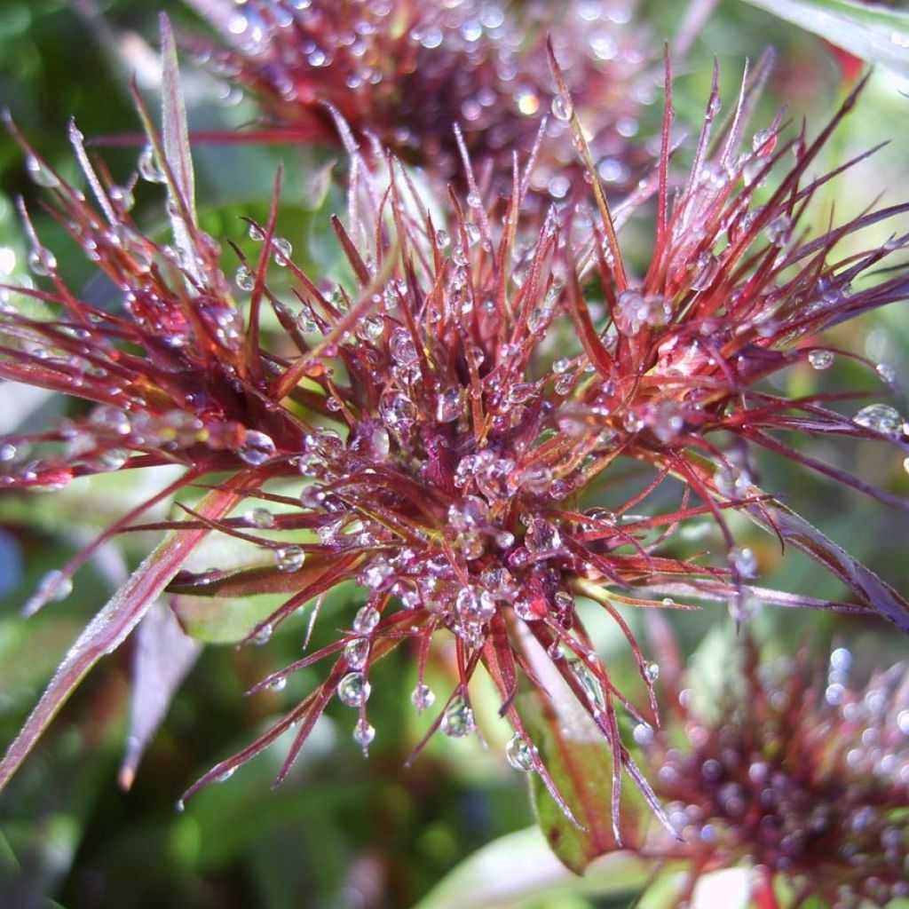 Dianthus barbatus Nigrescens Sooty - Garofano dei poeti