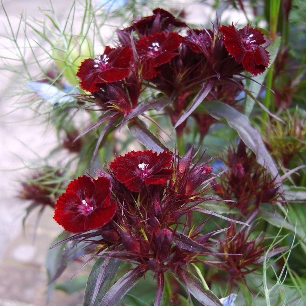 Dianthus barbatus Nigrescens Sooty - Garofano dei poeti